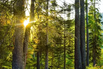 Boschi delle Dolomiti